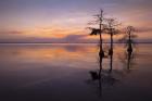 Three Trees on Sunset