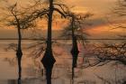 Three Trees on Water