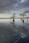 Trees at Lake 3