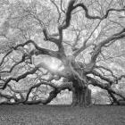 The Tree Square BW 2