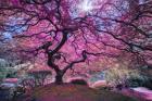 Pink Tree 2