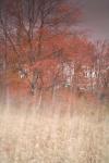 Trees On Wind 1