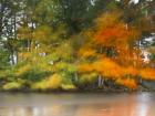 Trees,Water and wind