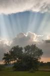 Evening Sunbeams, Sturgis, Michigan 10