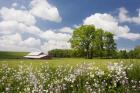 Flowers & Farm, Holmes County, Ohio 10
