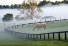Horses in the Mist #3, Kentucky 08
