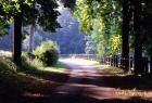 Path Into the Woods, Burgandy, France 99