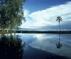 Palm Tree Alone, Big Island, Hawaii