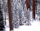 Pines in Winter, California 95