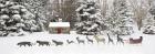 Sleigh in the Snow, Farmington Hills, Michigan 09