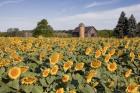 Sunflowers & Barn, Owosso, MI 10