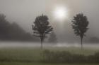 Two Trees & Sunburst, Logan, Ohio 10