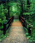 Wooden Bridge, Sundell, Michigan 90