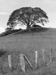 Lone Tree & Fence, Costa