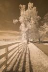 Fence, Shadows, & Trees, Kentucky 08