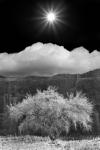 Cottonwood & Sunbeams, Canyon de Chelly, Arizona 10