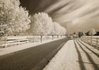 Trees & Shadows, Shipshewana, Indiana 11