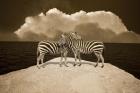 Two Zebras, Port Austin, MI 11