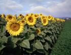 Sunflowers Sentinels, Rome, Italy 87