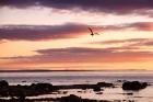 Flying At Sunrise, Sault St. Marie, Michigan 12