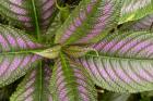 Persian Shield Leaves, Ann Arbor, Michigan 13