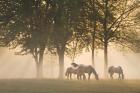 Horses in the mist