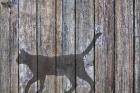 Barn Cat Shadow 5