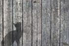 Cat And Mouse Shadow 2