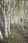 Birch Trail