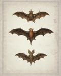 Bats