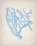 Blue Coral 2