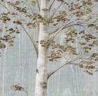 Birch Study II