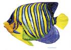 Fish 2 Blue-Yellow