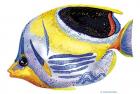 Fish 5 Blue-Yellow