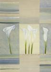 Calla Lily Dance II