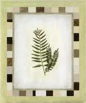 Fern I