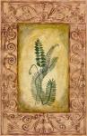 Decorative Ferns I