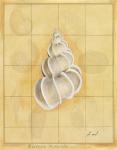 Shell Grid I