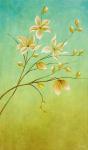Jasmine Delight