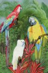 3 Parrots