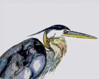 Blue Heron