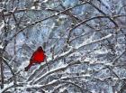 Cardinal in the Snow