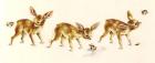 Fawns