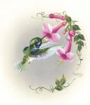 Hummingbird With Trumpet Flowers 2