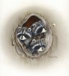 Raccoons In Hole