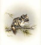 Tattle-Tail Baby