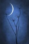 Blue Crescent Moon