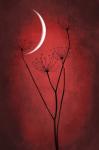 Red Crescent Moon