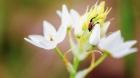 Bug On Flowers