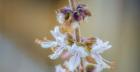 Macro Basil Flowers